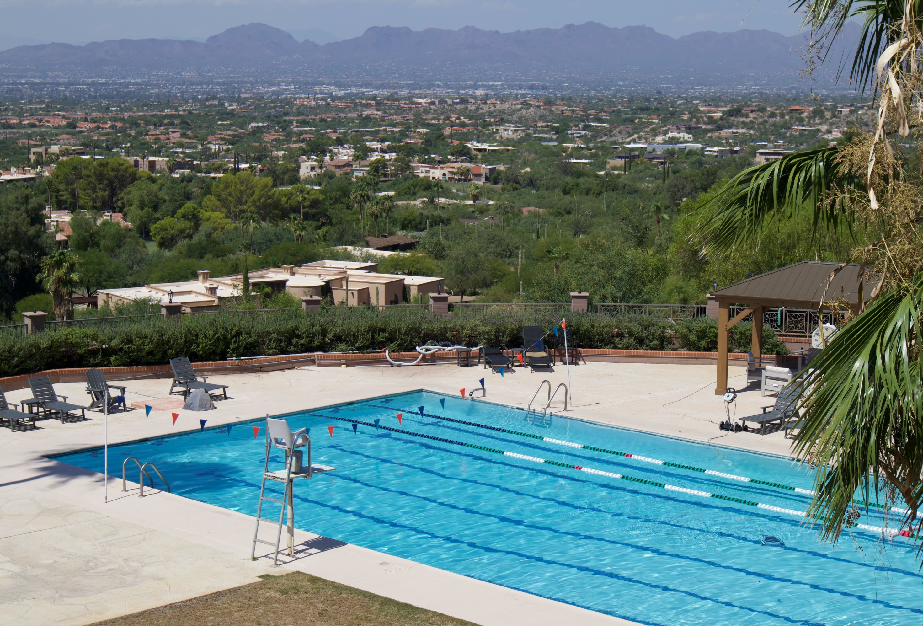 Pool with palm tree in the background